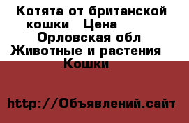 Котята от британской кошки › Цена ­ 100 - Орловская обл. Животные и растения » Кошки   
